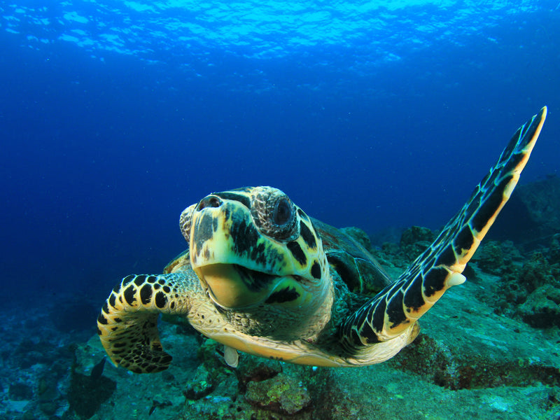 Isla Coiba hawksbill turtle