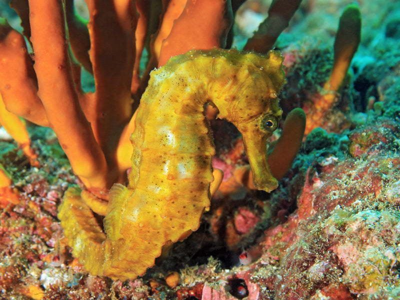 Isla Coiba seahorse