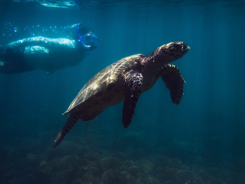 Islas Secas turtle snorkeling Panama
