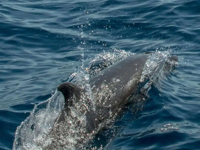 Islas Secas dolphin Panama