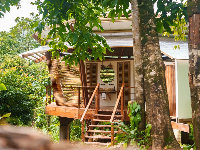 La Loma Bocas del Toro Panama rainforest king