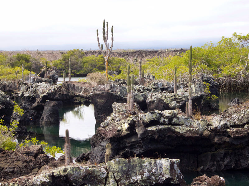 Los Tuneles Galapagos Ecuador