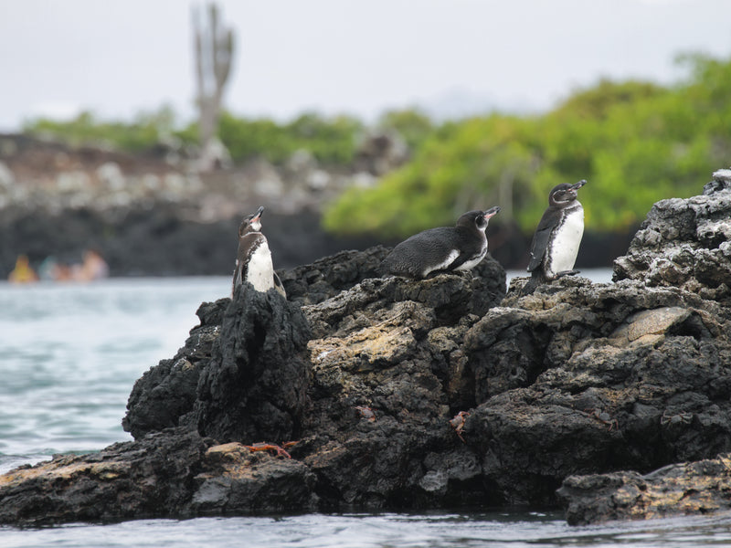 Galapagos, Ecuador, Los Tuneles penguins on rock
