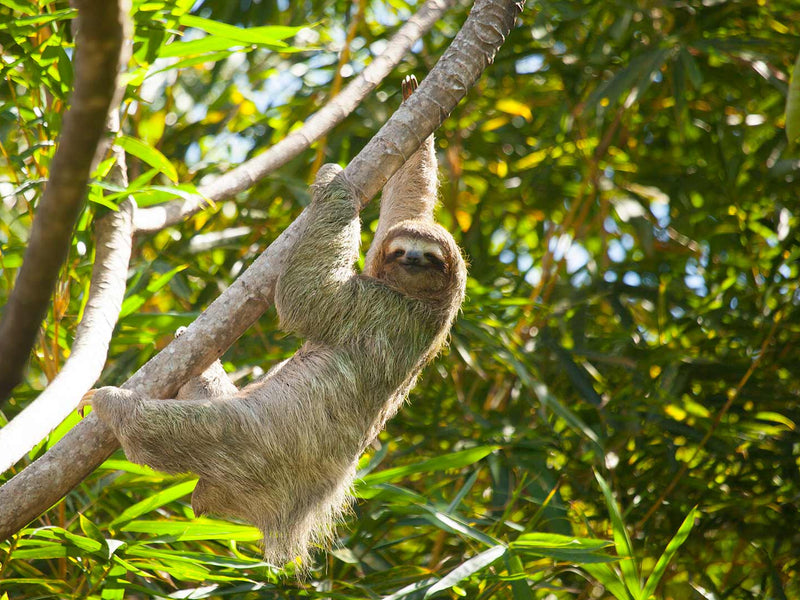 Sloth hanging from a branch in a lush green forest; Manuel Antonio sloth, Costa Rica
