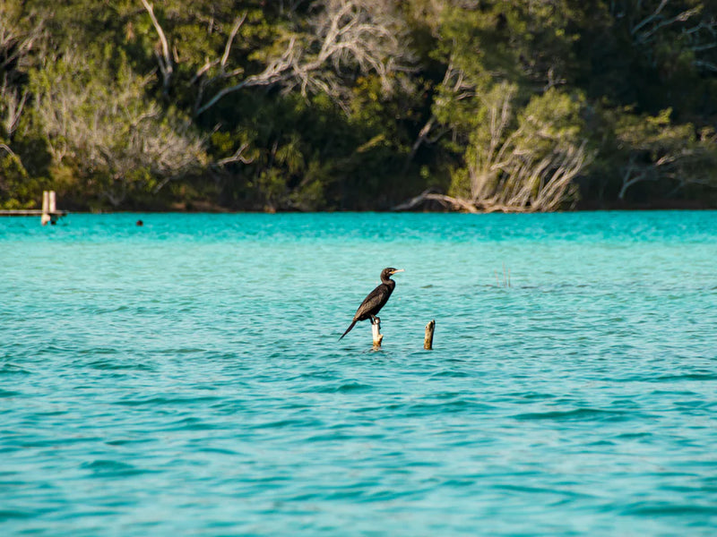 Mexico Bacalar bird