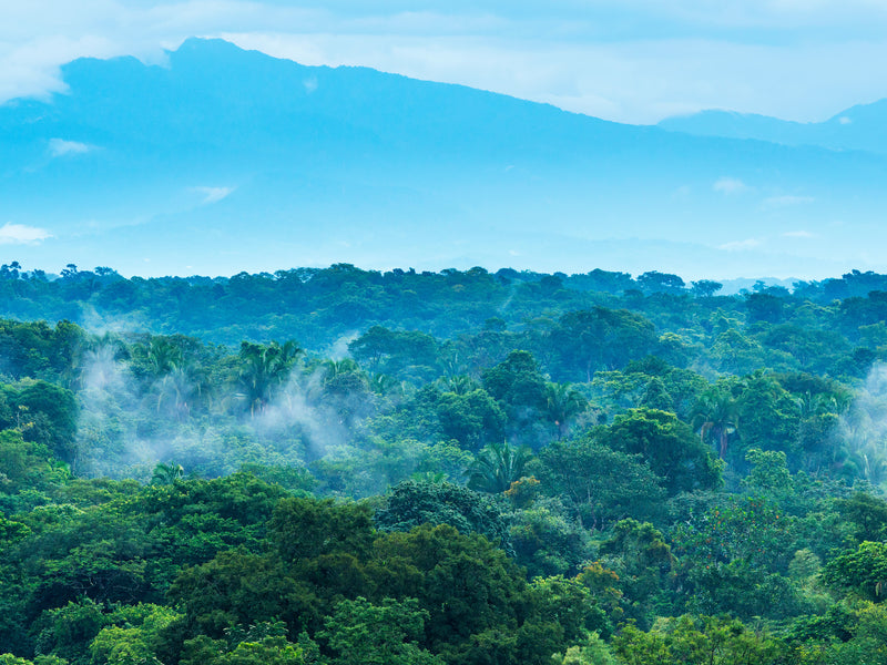 Mexico Chiapas jungle
