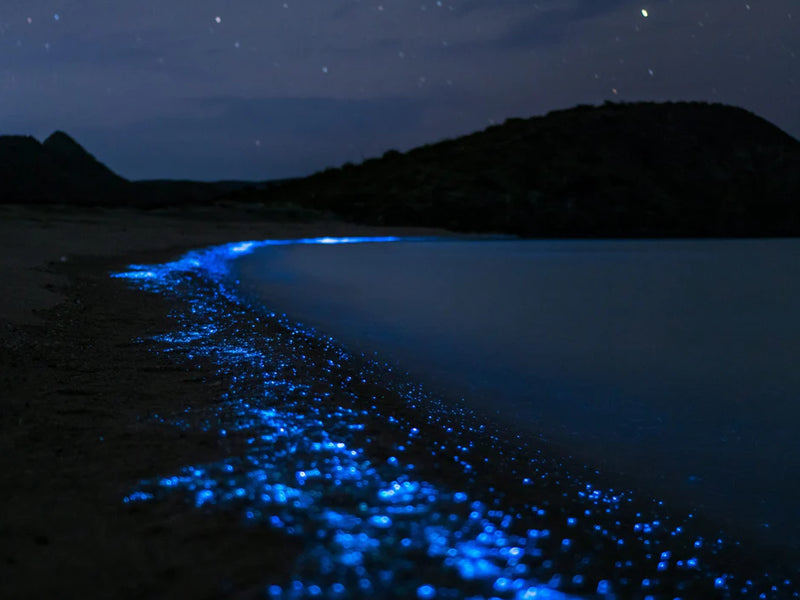 Mexico Holbox bioluminescence