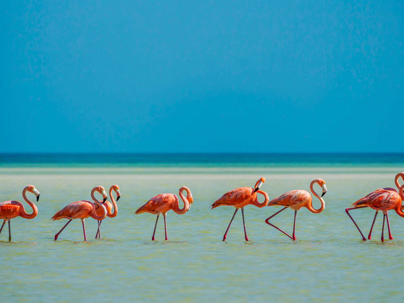 Mexico Holbox flamingos