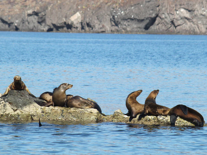 Mexico Balandra seals