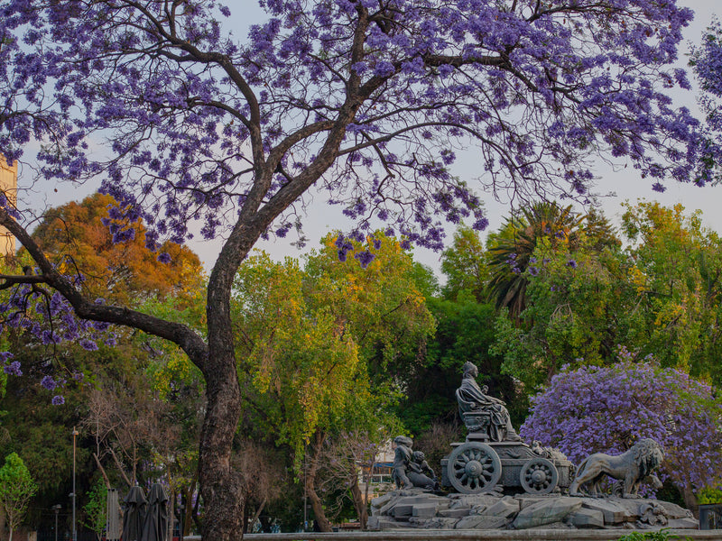 Mexico City jacaranda purple trees