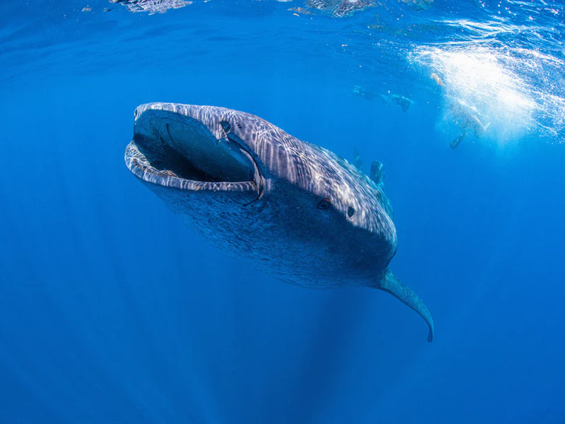 Whale shark swimming in clear blue water. Isla Holbox, Mexico.