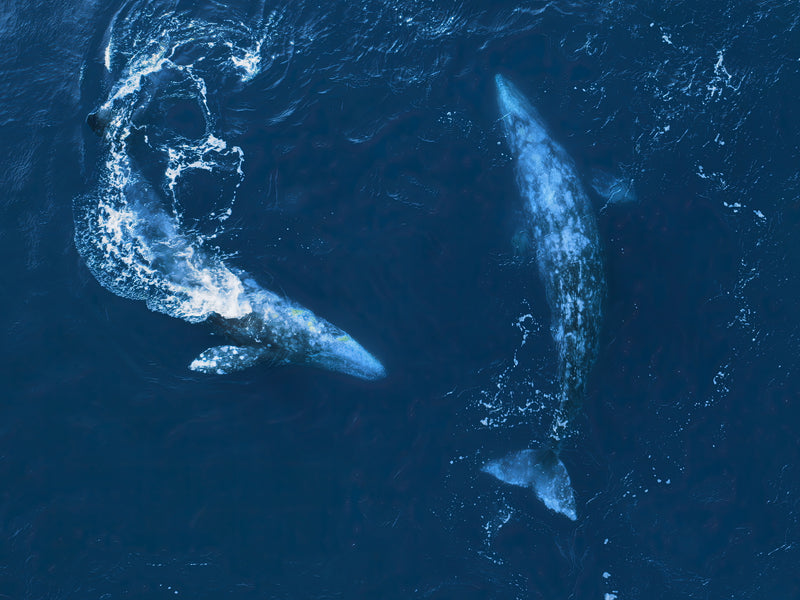 Two blue whales swimming in the ocean. Baja California, Mexico.