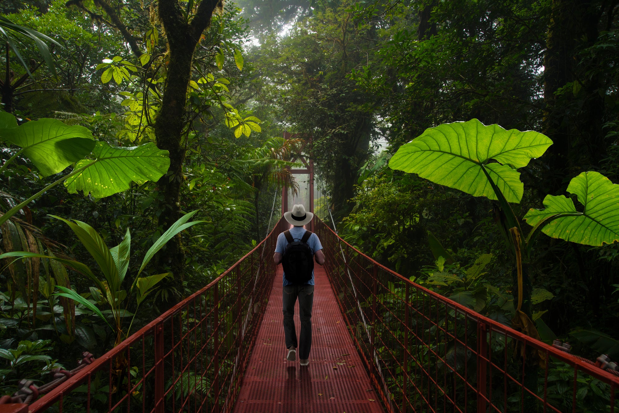 Person walking on a red suspension bridge in a dense tropical rainforest; Monteverde hanging bridges Costa Rica