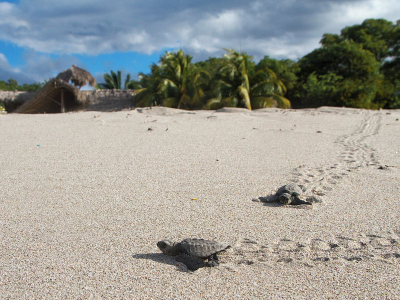 Morgans Rock Ecolodge Nicaragua baby turtles