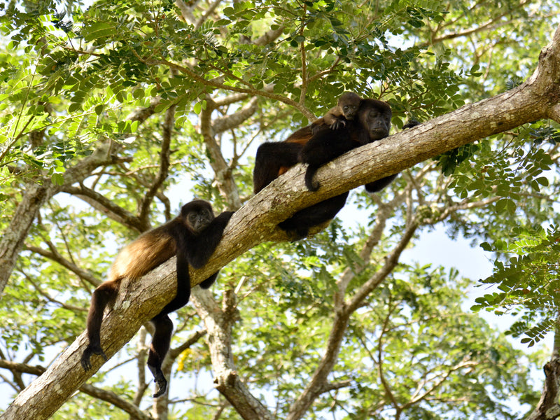 Nicaragua howler monkeys