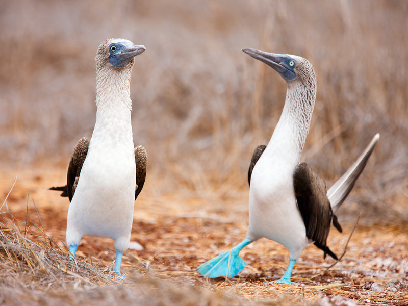 North Seymour blue footed booby Galapagos Ecuador