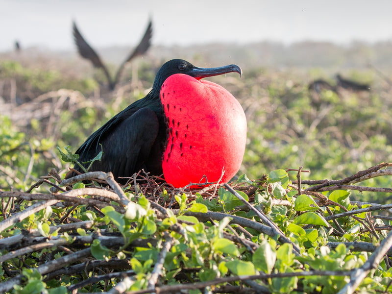 North Seymour frigate  Galapagos Ecuador