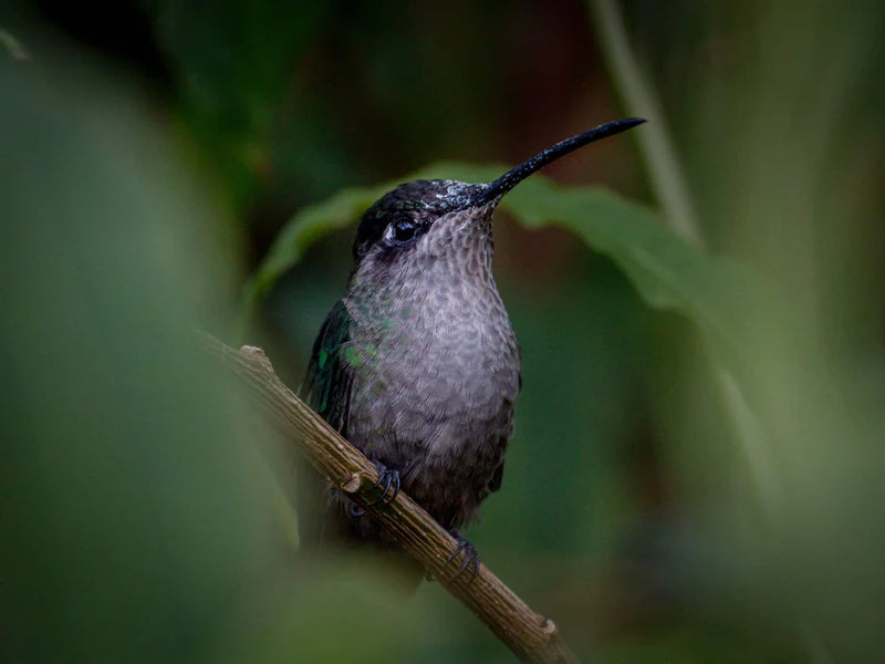 Hummingbird perched on a branch with a blurred green background; Nosara, Costa Rica