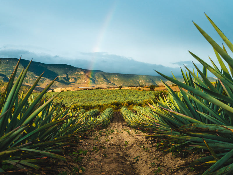 Oaxaca agave farm Mexico
