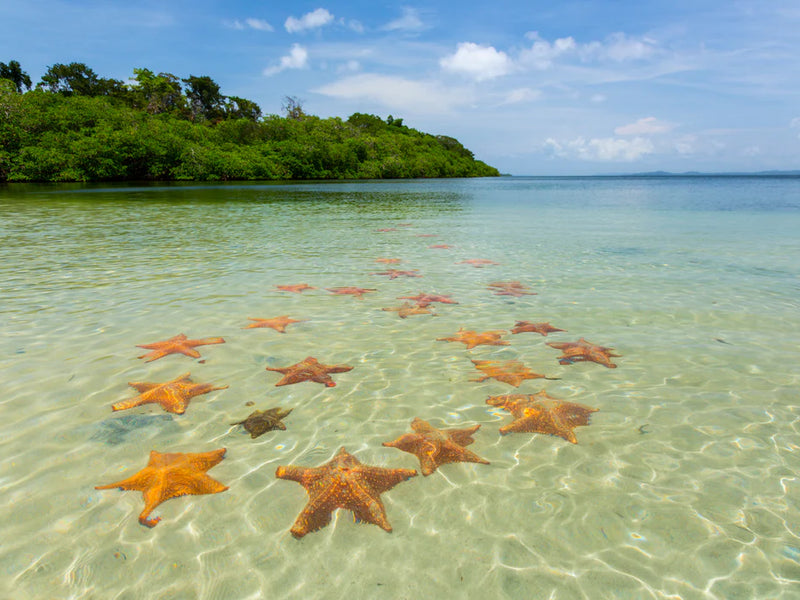 Starfish in clear water with a tropical landscape; Bocas del Toro starfish beach Panama