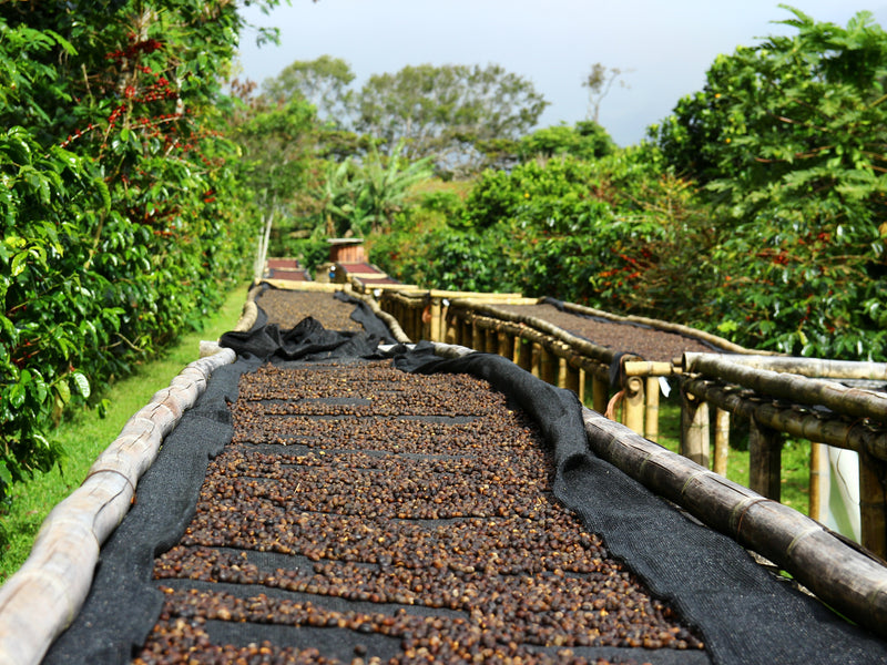Panama Boquete coffee farm