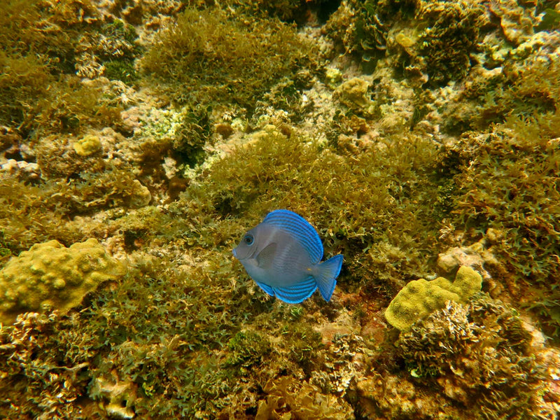Panama Coiba snorkeling fish