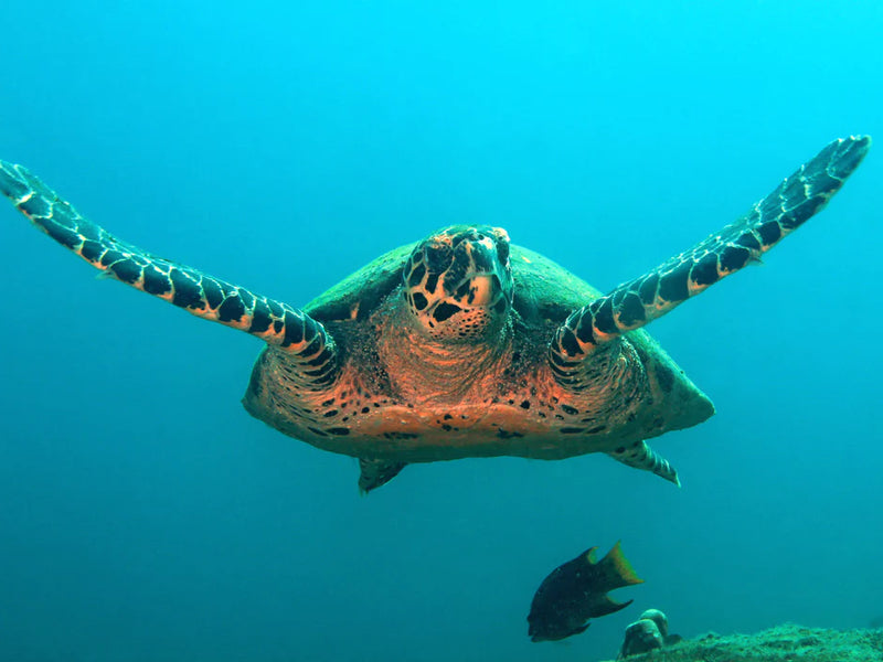 Panama Coiba turtles