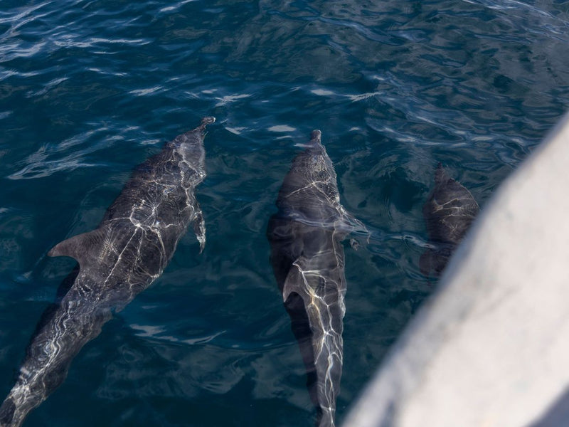 Panama Isla Palenque dolphins