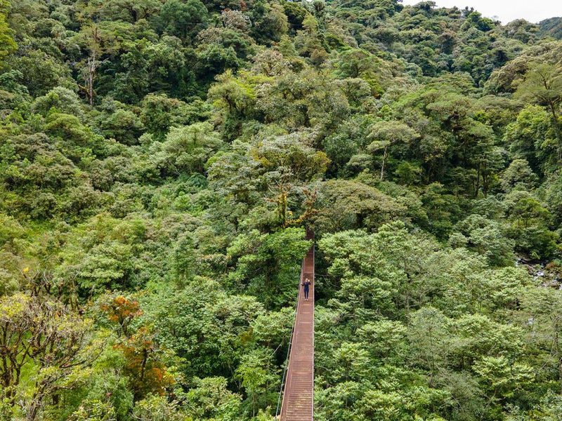 Panama Isla Palenque hanging bridges