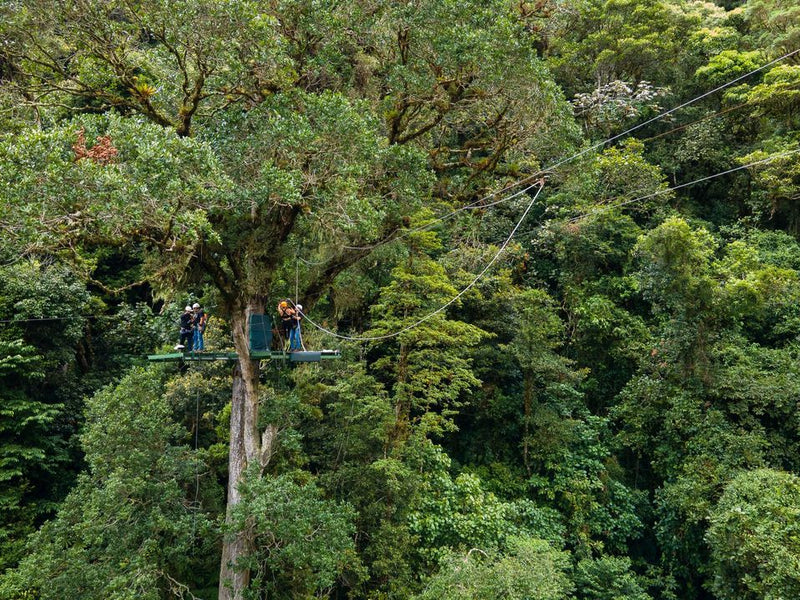 Panama Isla Palenque zip lining