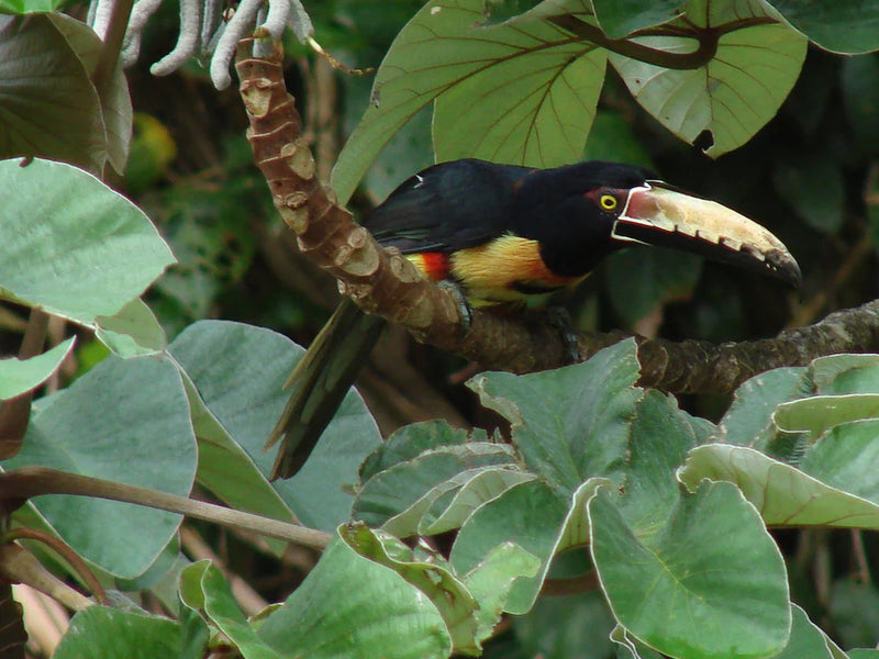Panama aricari