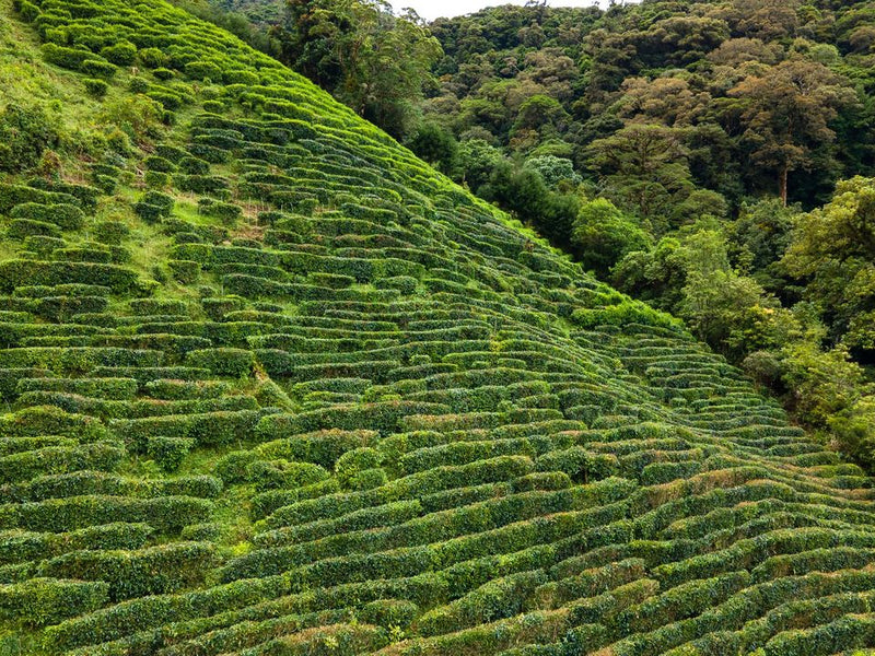 Panama tea fields
