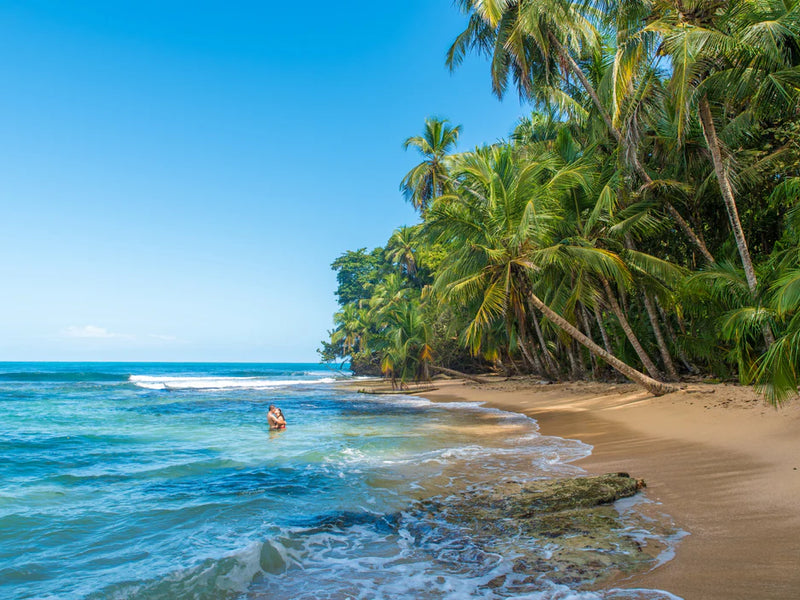 Beach scene with palm trees and a person in the water; Puerto Viejo, Southern Caribbean, Costa Rica