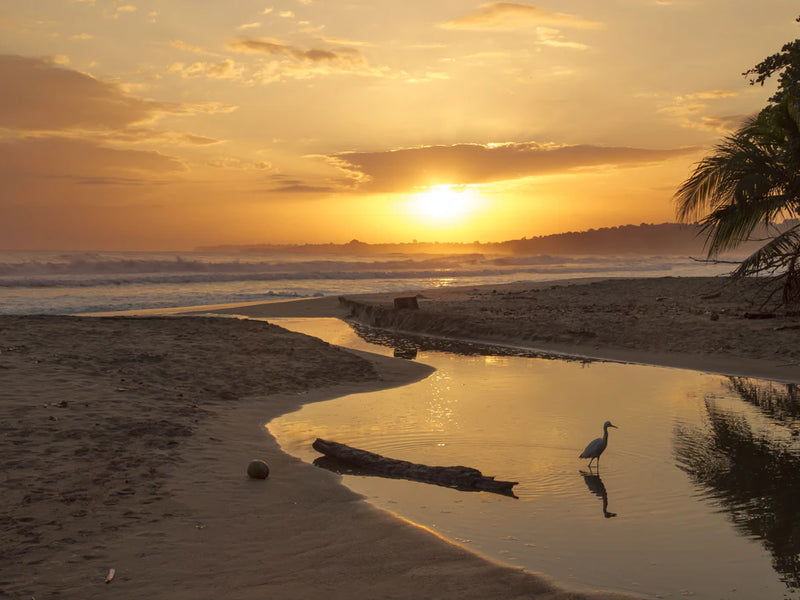Sunset on a beach with a bird standing in water; Puerto Viejo, South Caribbean, Costa Rica