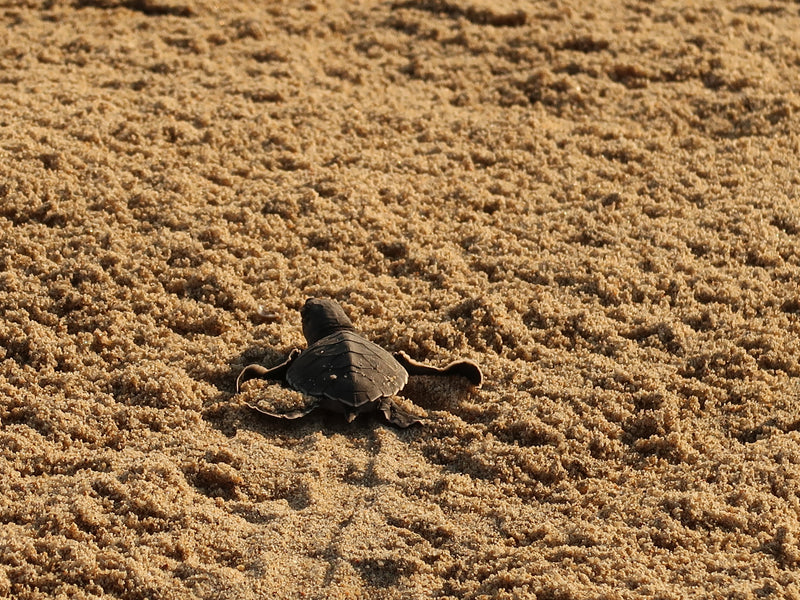 Puerto Escondido baby turtle Mexico