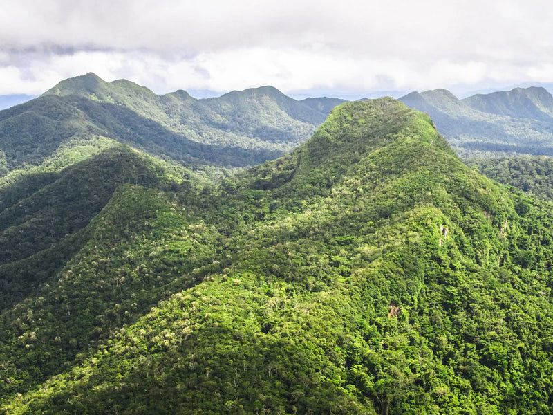 Green mountain range with dense forest under a cloudy sky; Copal Tree Lodge, Punta Gorda, Belize