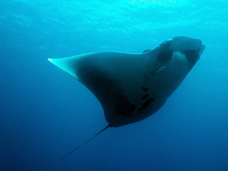 Manta ray swimming in clear blue water; Cano Island, Costa Rica