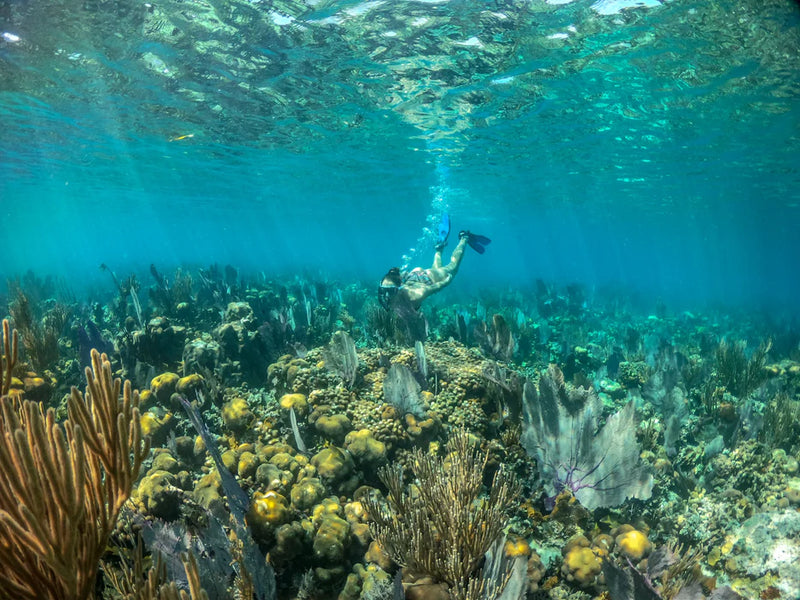 Scuba diver exploring a coral reef underwater; Ray Caye snorkeling, Belize