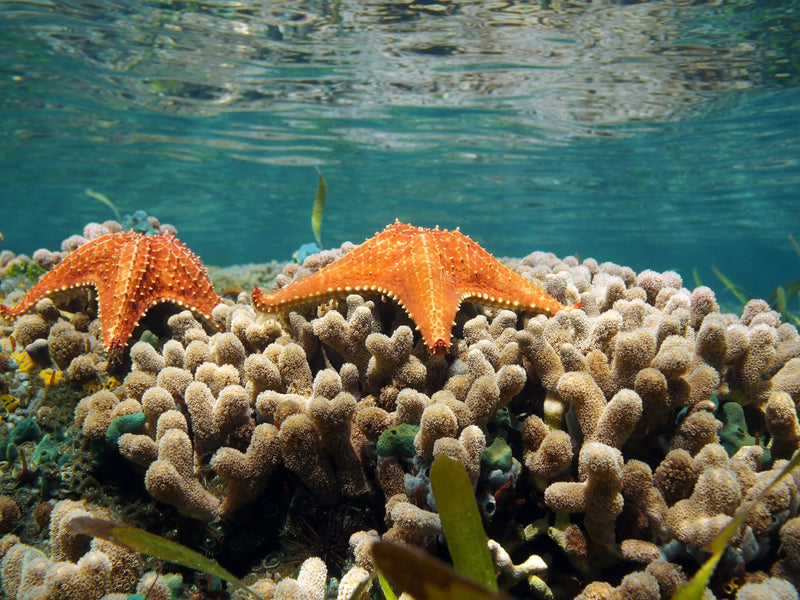 San Blas starfish