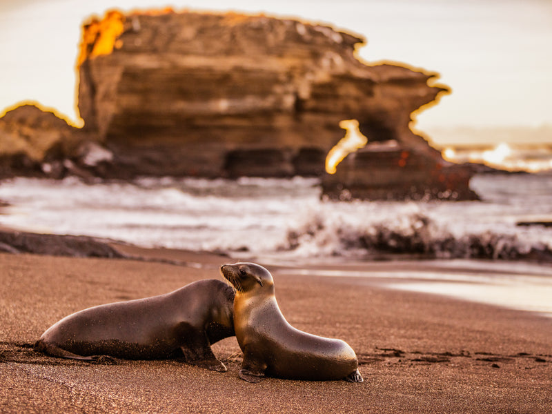 Santa Cruz sea lions at golden hour Ecuador Galapagos