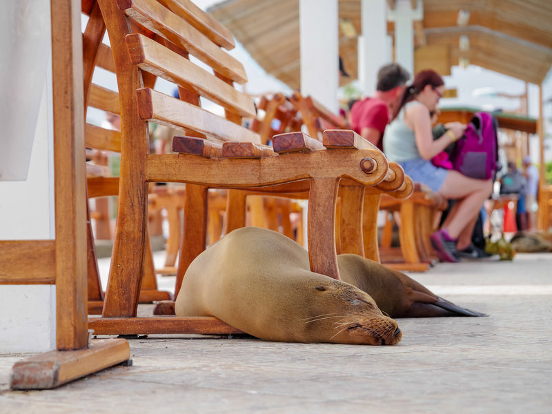 Sea lions Santa Cruz