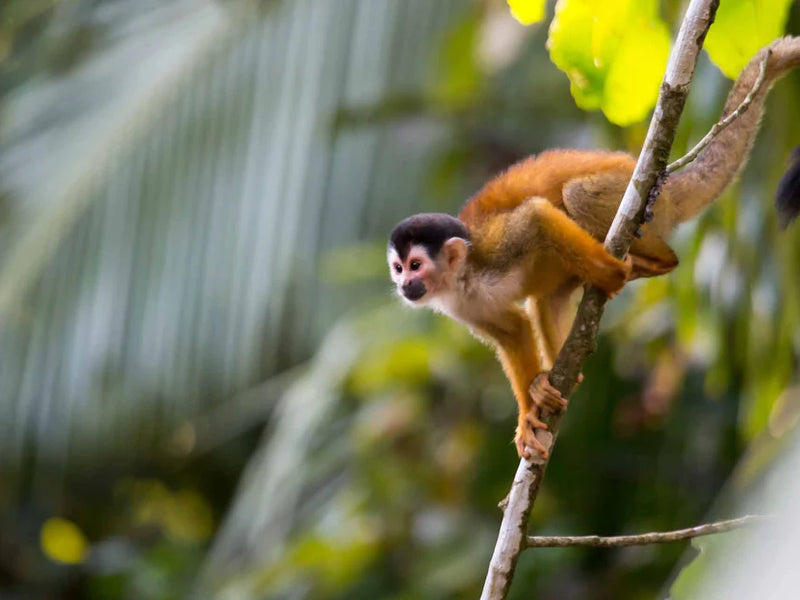 Squirrel monkey on a branch with a blurred green foliage background; Osa Peninsula, Cabo Matapalo, Costa Rica