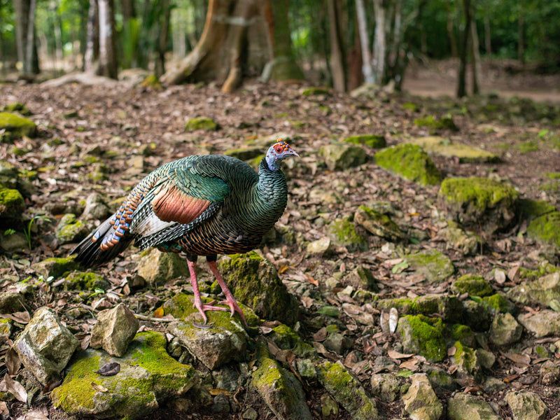 Turkey standing on a forest floor with trees and moss in the background; pavo, TIkal, Flores, Peten, Guatemala