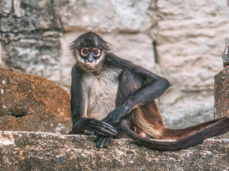 Spider monkey sitting on a stone wall with a stone wall background; TIkal, Flores, Peten, Guatemala