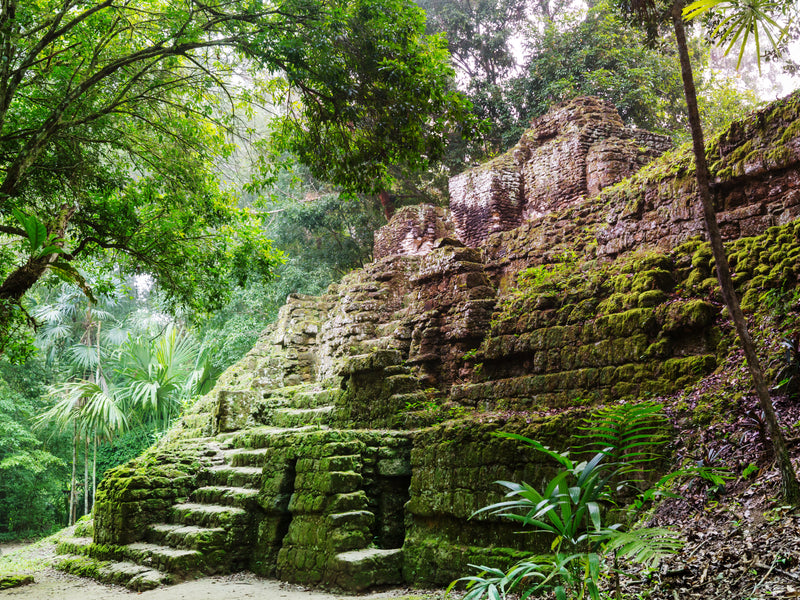 Moss-covered ancient ruins in a lush green forest; TIkal, Flores, Peten, Guatemala