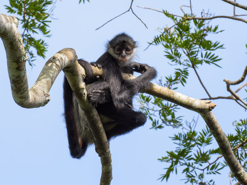 Spider monkey on a branch with a clear blue sky background. Tikal, Peten, Guatemala.