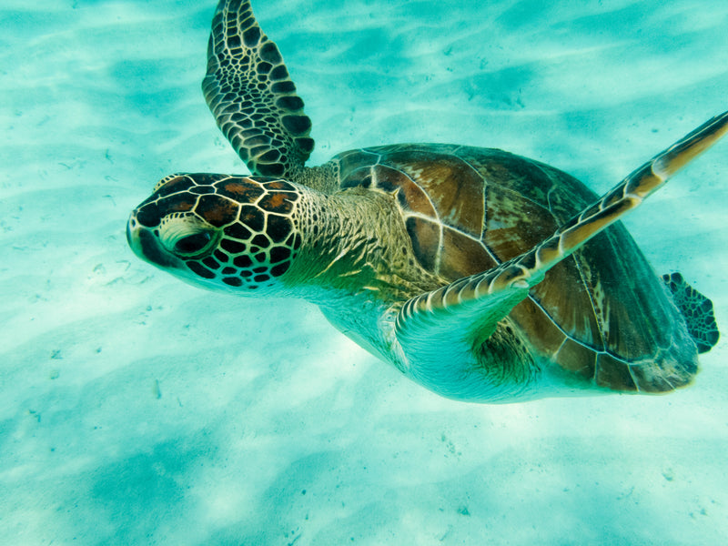 Grenadines Tobago Cays turtle