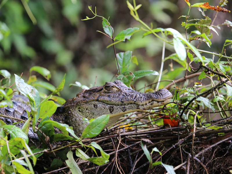 Alligator partially hidden among green foliage; Tortuguero, Costa Rica
