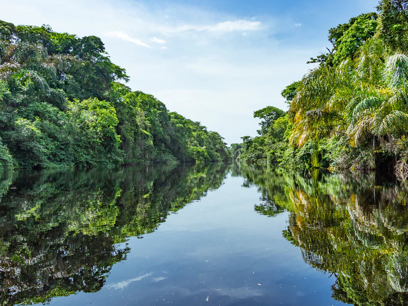 River surrounded by lush green trees on a clear day; Tortuguero canals, Costa Rica
