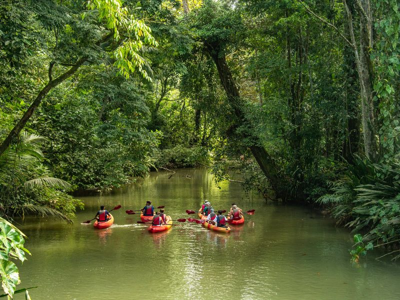 Group of people kayaking through a river surrounded by dense green forest; Puerto Viejo, Costa Rica